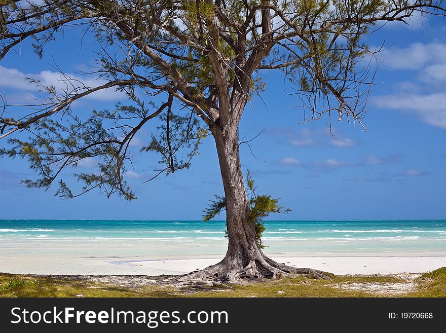 Lonely tree in a beach. Cuba