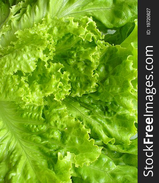 Fresh green lettuce close up