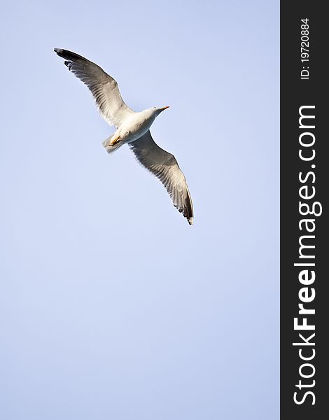 Flying sea gull at a beach near Gibraltar.