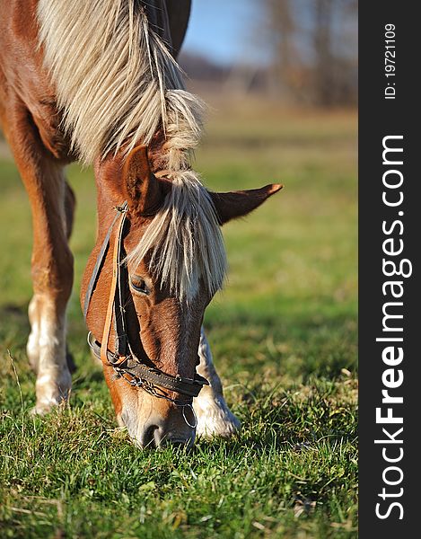 A horse grazing on a green grass