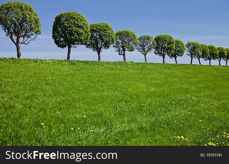 Green Field With Trees