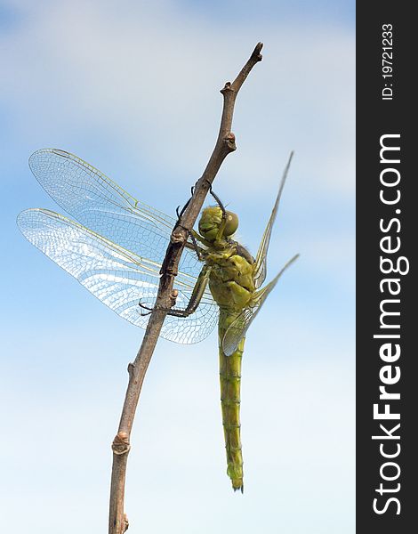 Orthetrum cancellatum / Black-tailed Skimmer, female