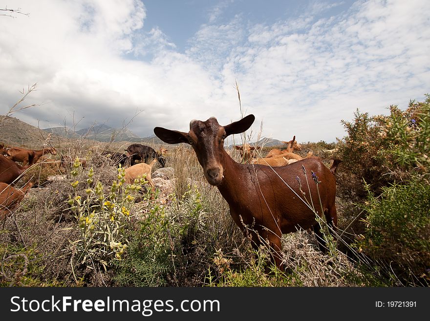 Spanish goat on a mountain in spain