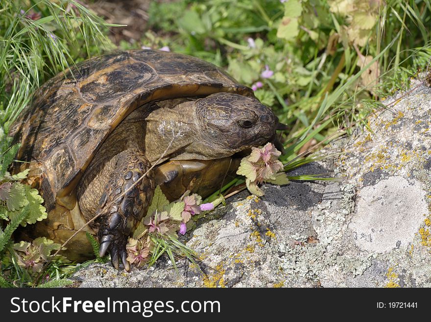 Turtle crawling on rocks and grass