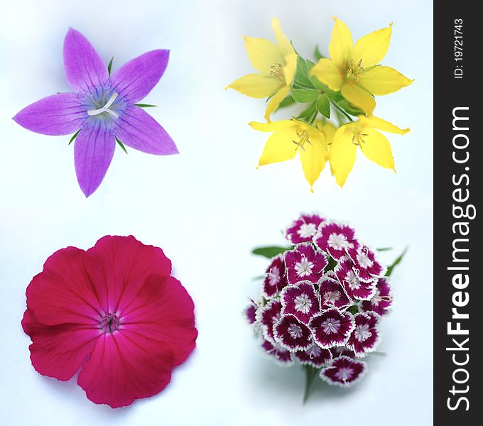 Set Of Different Flowers