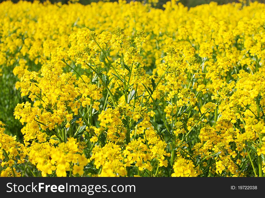 Bright Yellow Flower in a field (selective focus)