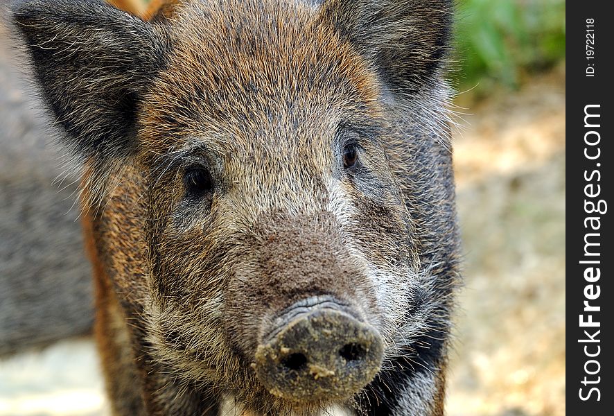 Wild wild boar