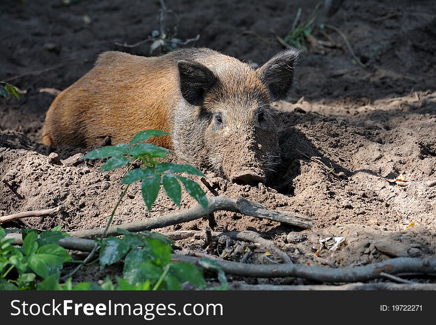 Wild pig in a natural habitat. Wild pig in a natural habitat