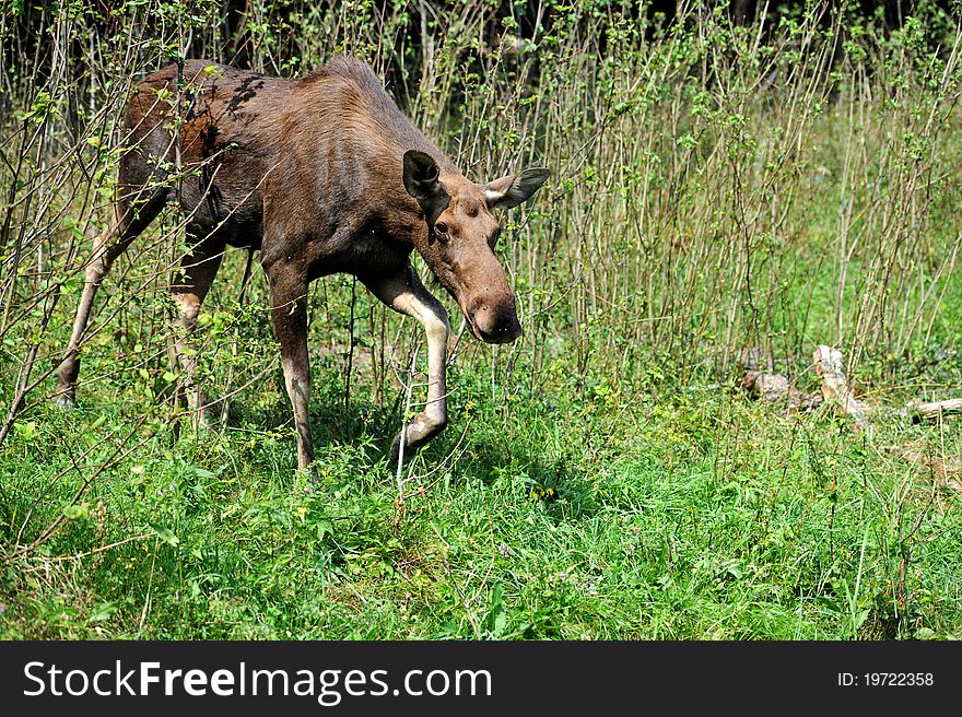 Canadian Elk is in a natural habitat