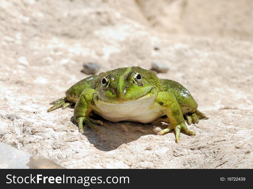 A smiling edible frog on a rock. A smiling edible frog on a rock