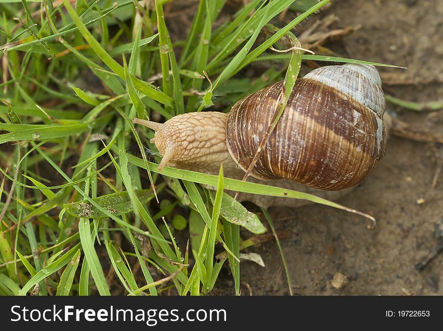 Snail (Helix pomatia) in the grass. Snail (Helix pomatia) in the grass
