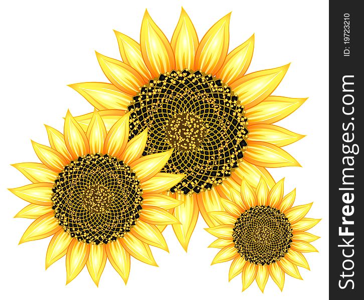 Big flower yellow sunflowers on white background,  illustration