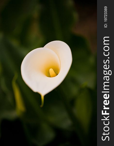 Callas flower over natural green background