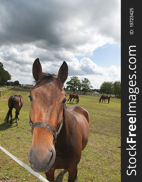 Horses on a farm under a dramatic sky with clouds. Horses on a farm under a dramatic sky with clouds