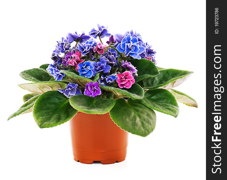 Blossoming violets in flower pot - isolated on white background