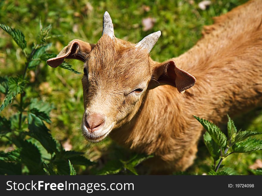 A goat on the meadow.