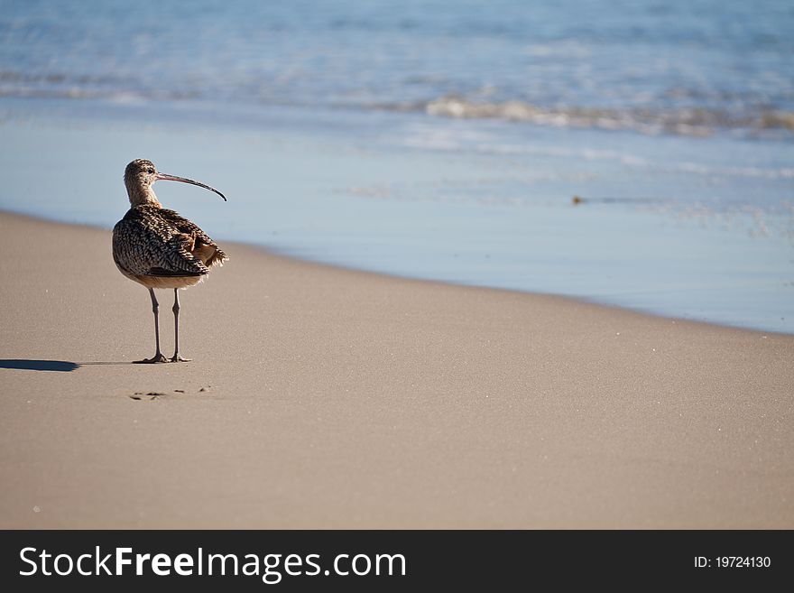 Long-billed curlew, Ventura, California. Long-billed curlew, Ventura, California