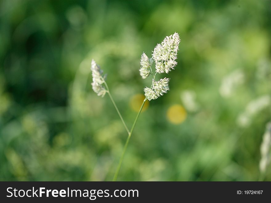 Grass background - shallow depth of field.