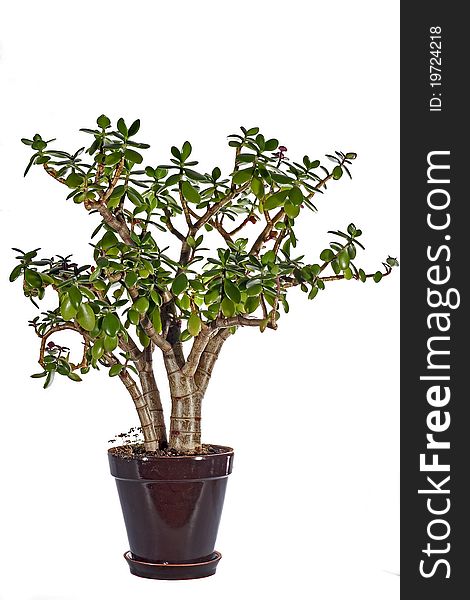 Room tree in a pot on a white background