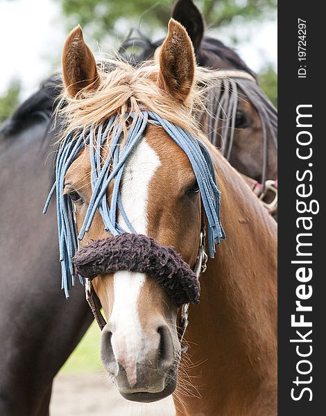 Pair of  horses decorated with hairbands on a farm. Pair of  horses decorated with hairbands on a farm