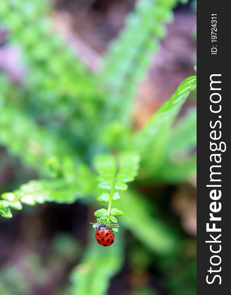 Ladybug on the top of fern leaf