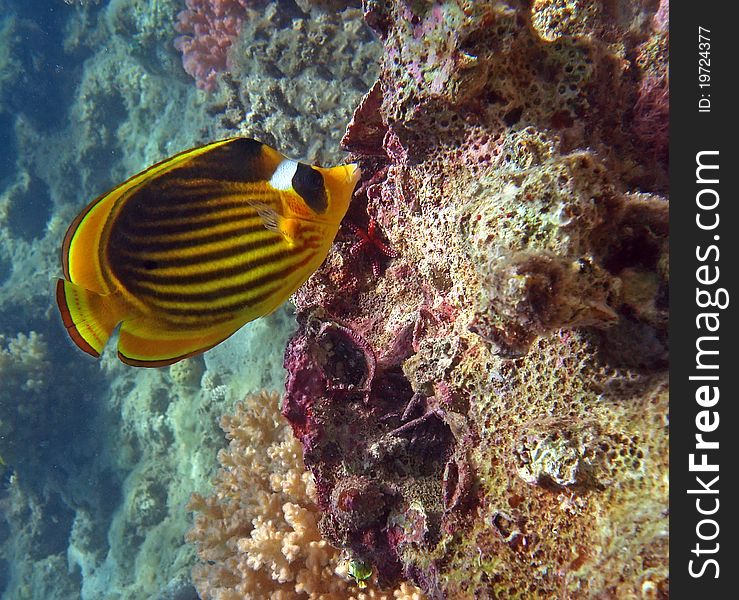 Diagonal Butterflyfish of the Red Sea coral reef