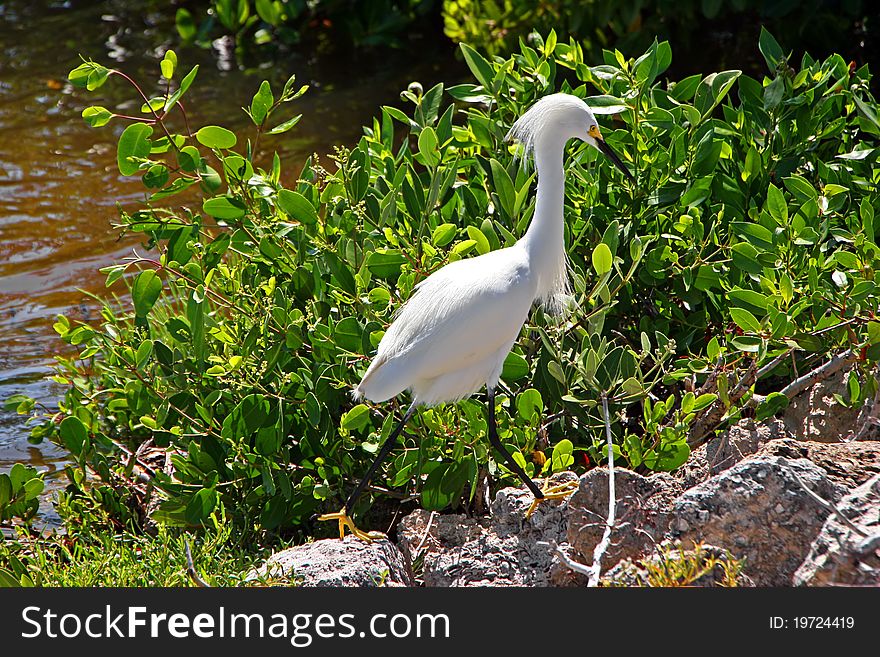 Snowy Egret Ding Darling Wildlife Refuge Florida