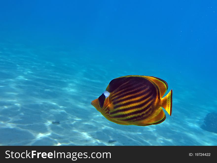 Diagonal Butterflyfish of the Red Sea coral reef