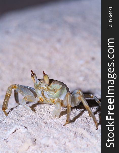 Maldive Crab