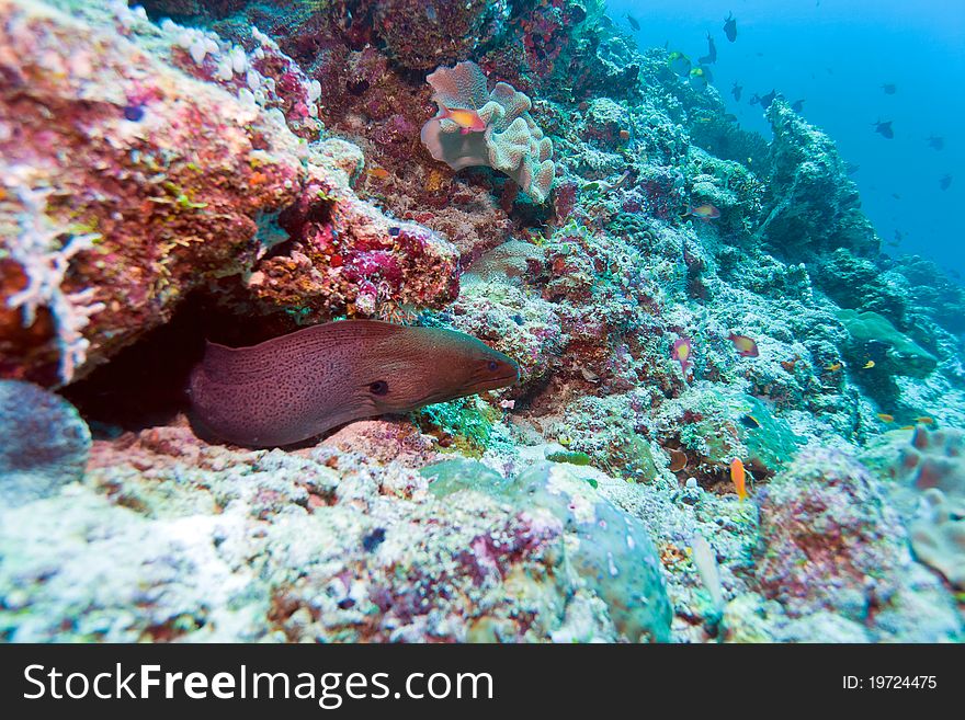 The giant moray (gymnothorax javanicus), Ari-Atoll. Maldives