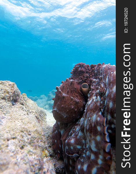 Octopus sitting on reef, Ari-Atoll. Maldives