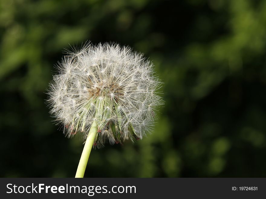 Overblown dandelion, ready to spread its seeds by means of the wind