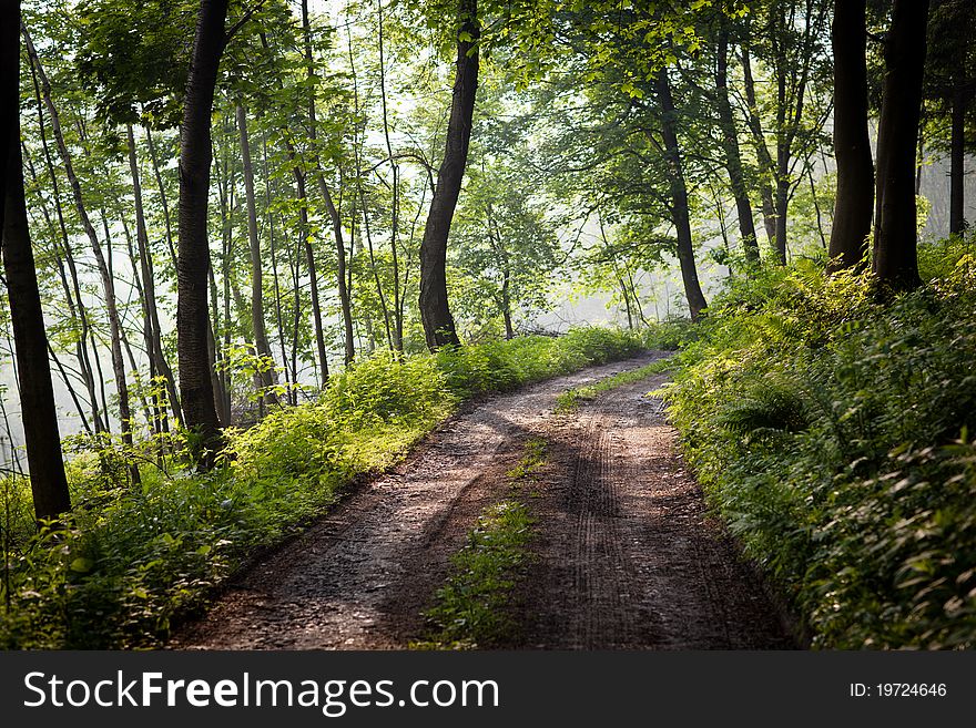 Lovely forest path in early morning sunshine