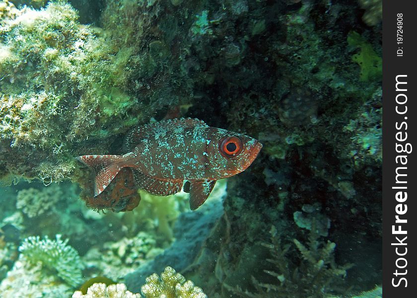 Glasseye snapper at the coral reef