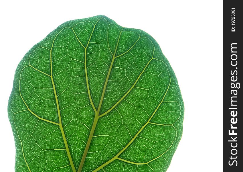 Isolated green leaf close up
