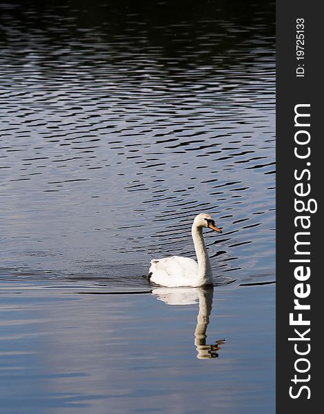 Pretty white swan swimming on the lake