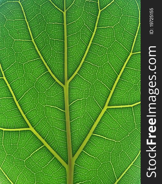Green leaf texture close up. Green leaf texture close up
