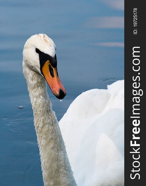 Portrait of a white swan on the lake