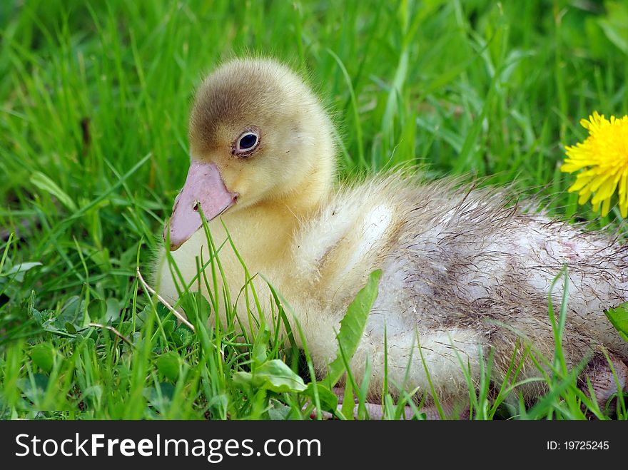 Little gosling sitting in the grass