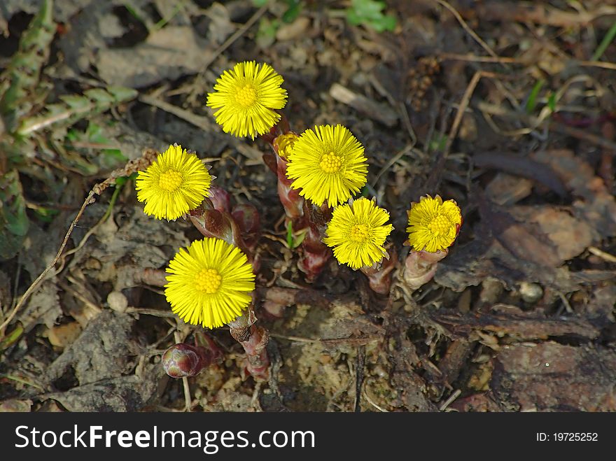 Coltsfoot flowers in the spring growing thru old foliage