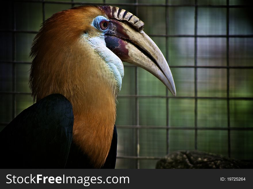 Bird Watching At Zoo Park