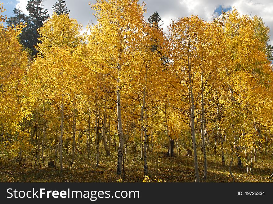 An autumn grove of golden aspen trees in evening light. An autumn grove of golden aspen trees in evening light.