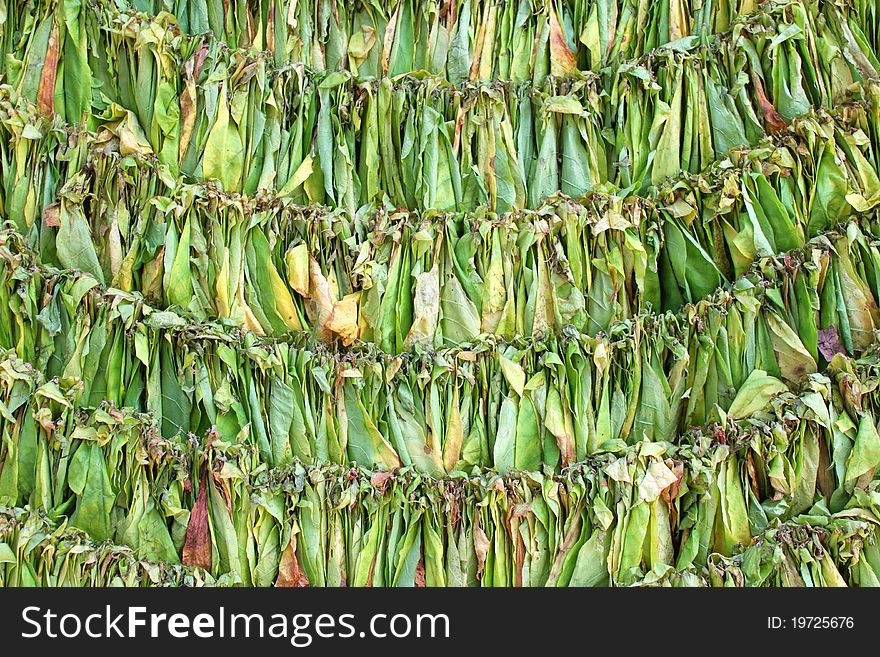 A picture of dried tobacco leaves texture