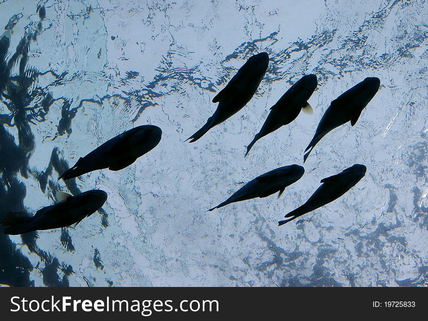Silhouette of Fish Under Water. Silhouette of Fish Under Water