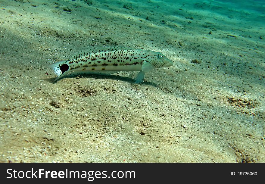 Speckled sandperch at the coral reef