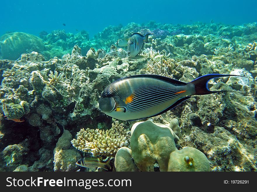 Sohal Surgeon-fish at the red sea coral reef