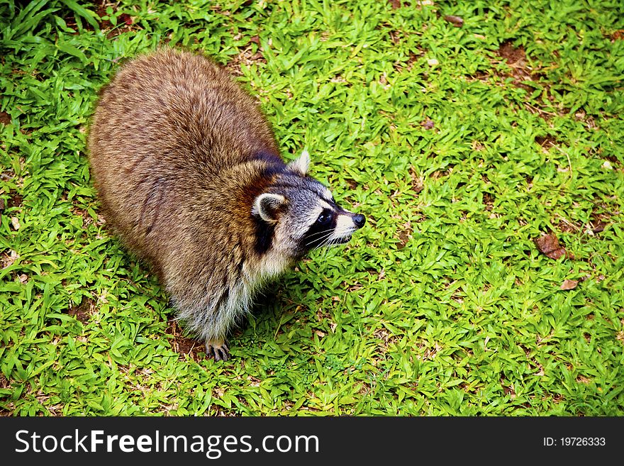 Racoon at Zoo Park, South Jakarta, Indonesia