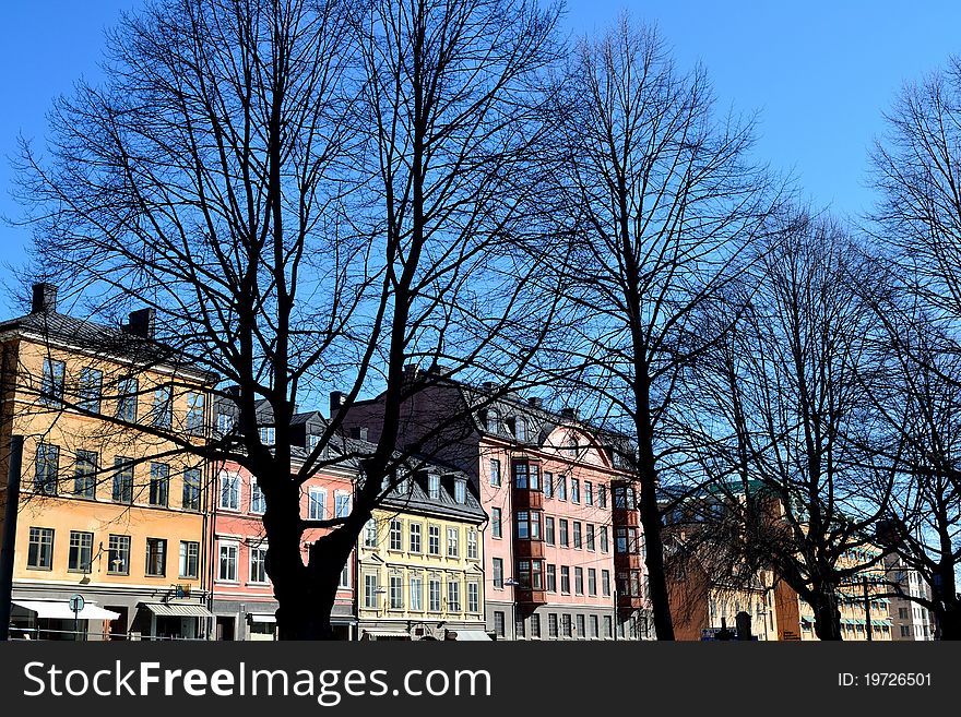 Spring trees in the city of Stockholm. Spring trees in the city of Stockholm