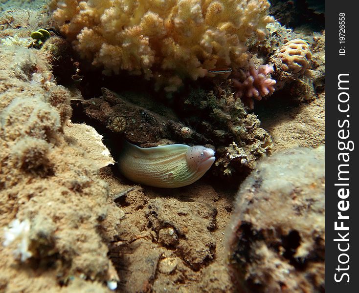 Geometric moray at the Red Sea coral reef. Geometric moray at the Red Sea coral reef