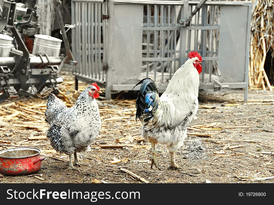 Hens In Rustic Farm Yard